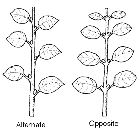 Alternate Leaf Arrangement on the Stem