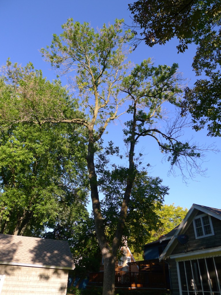 Ash Tree Removal and Utilization