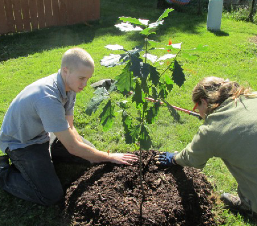 Urban Tree Planting Projects - GreenBlue Urban